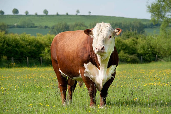 Programa Carne Hereford formaliza parceria com frigorífico paranaense