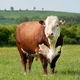 Programa Carne Hereford formaliza parceria com frigorífico paranaense
